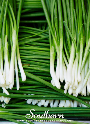 Garlic Chives – 250 Seeds