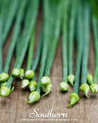Garlic Chives – 250 Seeds