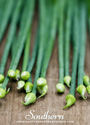 Garlic Chives – 250 Seeds