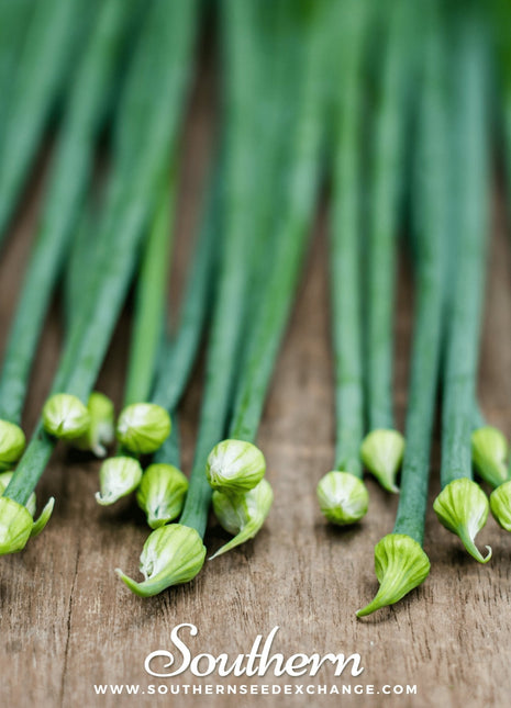 Garlic Chives – 250 Seeds