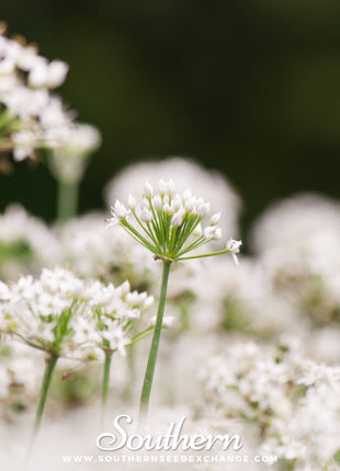 Garlic Chives – 250 Seeds