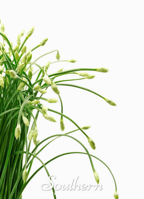 Garlic Chives – 250 Seeds