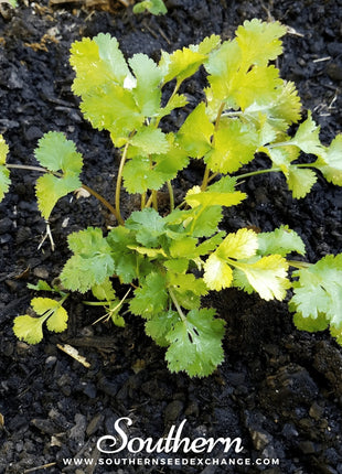 Santo Cilantro – 100 Seeds