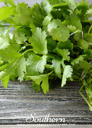 Santo Cilantro – 100 Seeds