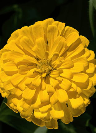 Citrus Cream Zinnia – 100 Seeds