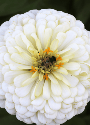 Citrus Cream Zinnia – 100 Seeds