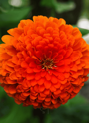 Citrus Cream Zinnia – 100 Seeds