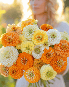 Citrus Cream Zinnia – 100 Seeds
