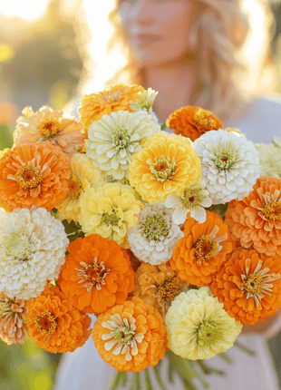 Citrus Cream Zinnia – 100 Seeds