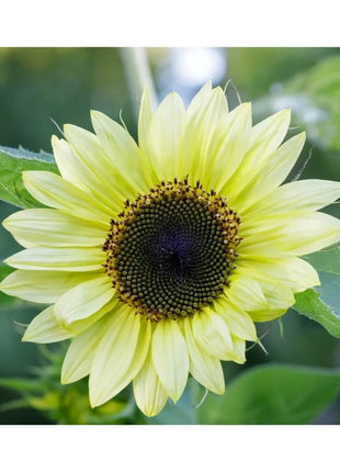 Sunflower Seed Collection – 6 Varieties