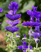 Blue Monday Clary Sage – 50 Seeds