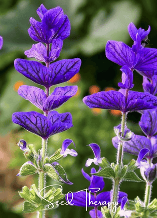 Blue Monday Clary Sage – 50 Seeds
