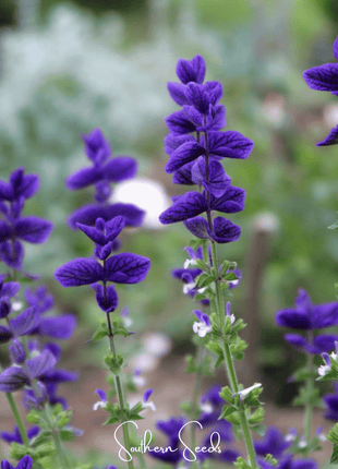 Blue Monday Clary Sage – 50 Seeds