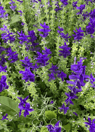 Blue Monday Clary Sage – 50 Seeds