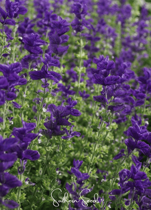 Blue Monday Clary Sage – 50 Seeds