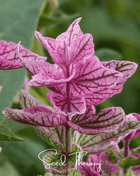Pink Sundae Clary Sage – 50 Seeds