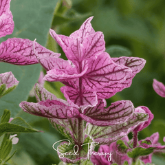 Collection image for: Clary Sage