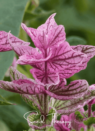Pink Sundae Clary Sage – 50 Seeds