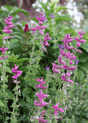 Pink Sundae Clary Sage – 50 Seeds