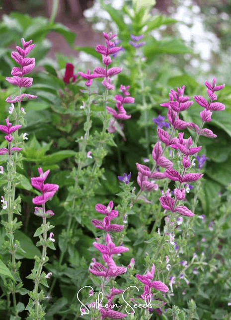 Pink Sundae Clary Sage – 50 Seeds