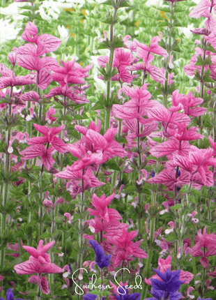 Pink Sundae Clary Sage – 50 Seeds