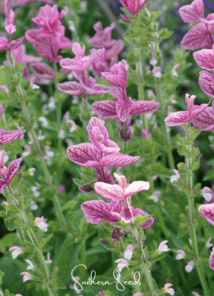 Pink Sundae Clary Sage – 50 Seeds