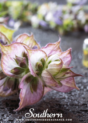 Clary Sage – 50 Seeds