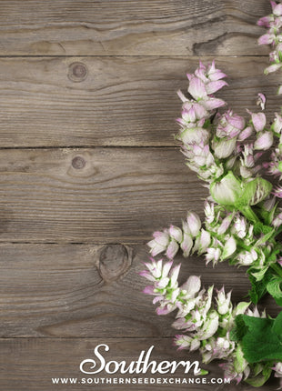 Clary Sage – 50 Seeds
