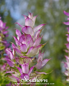 Clary Sage – 50 Seeds