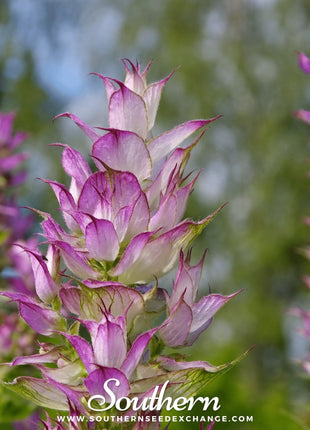 Clary Sage – 50 Seeds