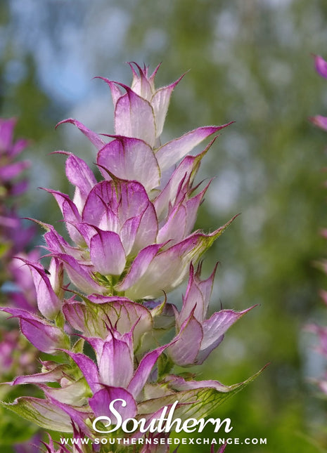 Clary Sage – 50 Seeds