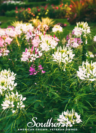 Spider Flower Cleome – 50 Seeds