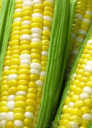 Ambrosia Corn – 30 Seeds