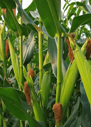 Ambrosia Corn – 30 Seeds