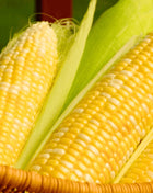 Ambrosia Corn – 30 Seeds