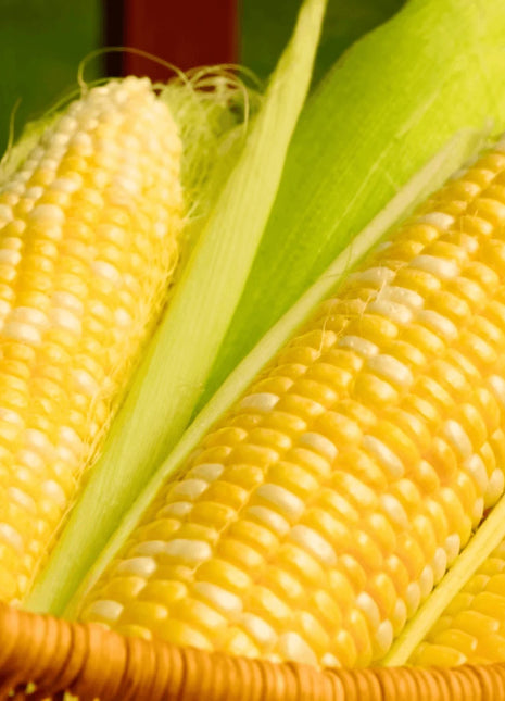 Ambrosia Corn – 30 Seeds