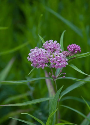 Swamp Milkweed – 50 Seeds