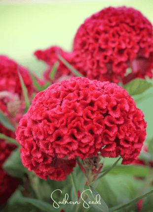 Carmine Cockscomb – 25 Seeds