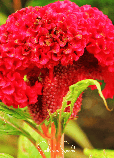 Carmine Cockscomb – 25 Seeds