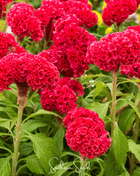 Carmine Cockscomb – 25 Seeds