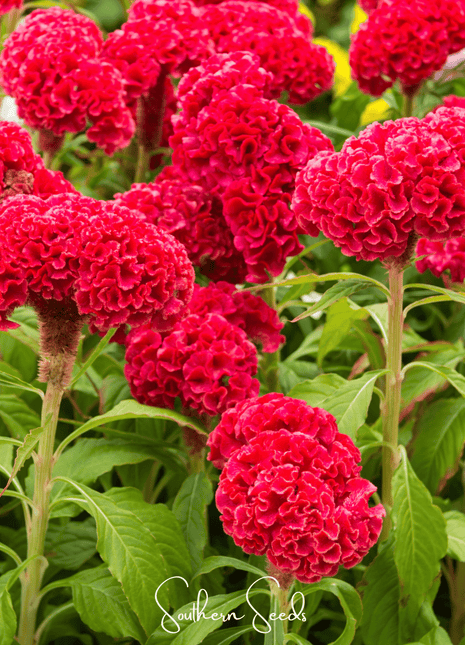 Carmine Cockscomb – 25 Seeds