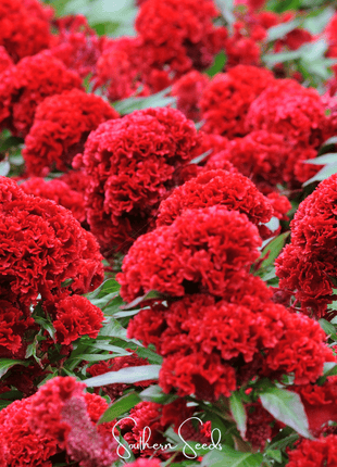 Carmine Cockscomb – 25 Seeds
