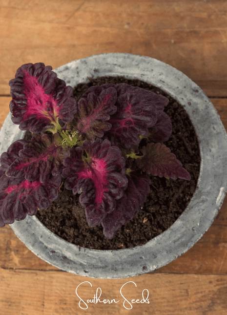 Black Dragon Coleus – 20 Seeds