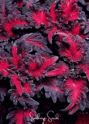 Black Dragon Coleus – 20 Seeds