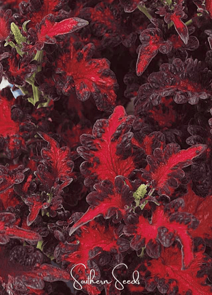 Black Dragon Coleus – 20 Seeds