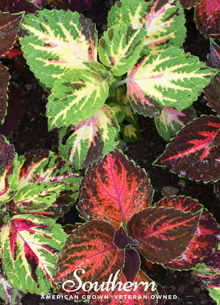 Rainbow Mix Coleus – 250 Seeds