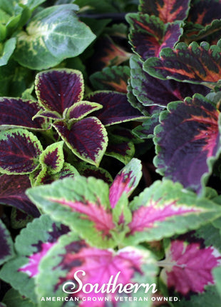 Rainbow Mix Coleus – 250 Seeds