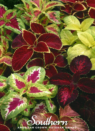 Rainbow Mix Coleus – 250 Seeds