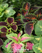 Rainbow Mix Coleus – 250 Seeds