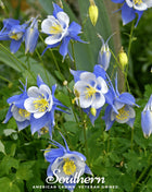 Colorado Blue Columbine – 100 Seeds